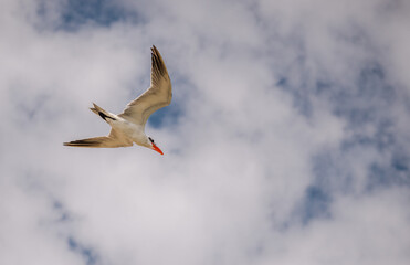 White cheeked tern flying against cloudy sky over Red Sea in Marsa Alam Egypt, seabird in midair with wings spread and strong sense of freedom and motion