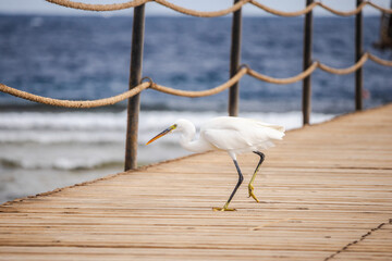 Great egret walking along wooden pier by sea, elegant white wading bird on coastal boardwalk in Egypt, Red Sea shoreline, calm marine travel and wildlife scene