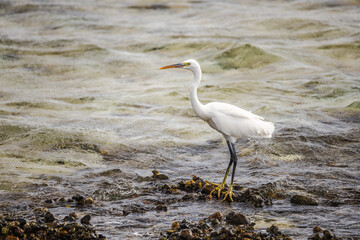 Great egret standing in shallow coastal water in Marsa Alam Egypt, white wading bird on rocky shoreline of Red Sea with gentle waves and natural light