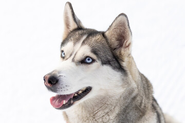 Purebred Husky dog portrait, smiling close-up
