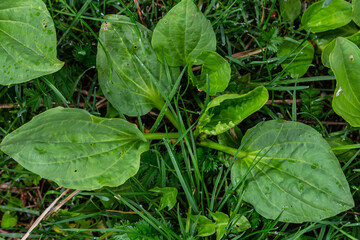 Obraz premium Greater Plantain, Waybread Plantago major tree and Thailand herb has medicinal properties in Common Plantain