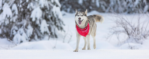 Purebred Husky dog portrait with red scarf, standing in snow, forest trees © Nataliya