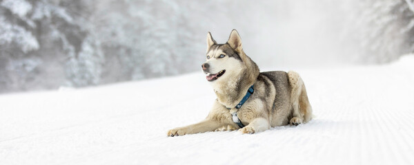 Purebred Husky dog portrait, lying down in snow and smiling