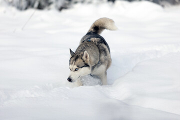 Purebred Husky dog portrait, walk snow and sniffing, close-up
