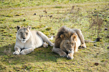 A majestic lion and lioness resting together in the African savannah, epitomizing the power and grace of the king and queen of the savannah.