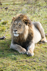 Relaxed lion resting peacefully in the sunny African plains, capturing the serene beauty of nature and wildlife.