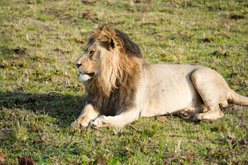 Relaxed lion resting peacefully in the sunny African plains, capturing the serene beauty of nature and wildlife.