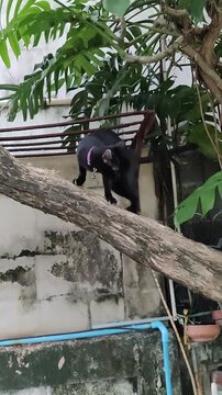 The black cat climbed up a tree to sharpen its claws. The black cat is sharpening its claws on a branch.