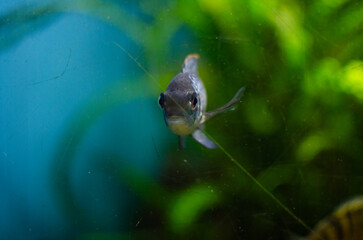 A small greyish fish swimming head-on in an aquarium, framed by a blurred background of blue water and green vegetation, viewed through scratched glass.