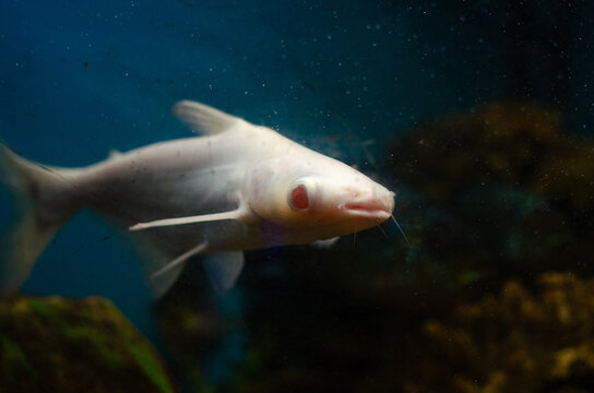 Albino iridescent shark catfish swimming diagonally in a blue aquarium environment, surrounded by air bubbles and dark rocks.