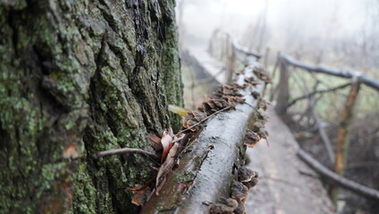 tree in the forest