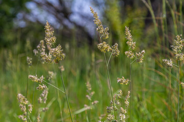 Plant Dactylis against green grass. In the meadow blooms valuable fodder grass Dactylis glomerata.Dactylis glomerata, also known as cock's foot, orchard grass, or cat grass