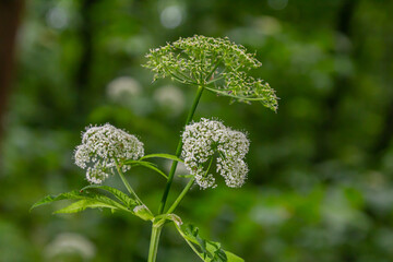 white inflorescence and green leaves of Aethusa cynapium plant