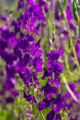 Consolida orientalis. Eastern Larkspur. Bright purple flowers on a green meadow