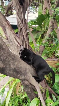 Four black cats climbed up a large tree. Four black cats are climbing a tree and playing on a branch.