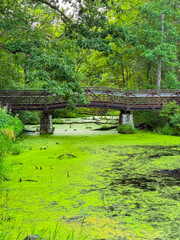 Beautiful wooden bridge crossing over a vibrant green pond surrounded by lush trees on a sunny afternoon