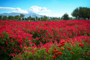 Field of Red Flowers with Mountain Backdrop