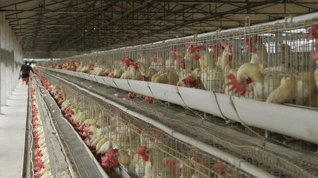 Egg Production - Efficient and Sustainable Chicken Farming