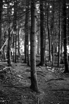 black and white image of pine tree along trail in Maine woods