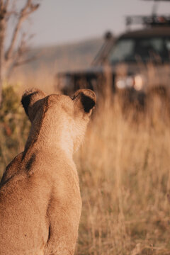 Lioness Watching Safari Vehicle in the Savannah
