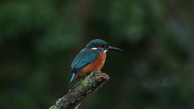 A beautiful hunting Kingfisher, Alcedo atthis, perching on a twig that is growing over a river. It has been diving into the water catching fish to eat.