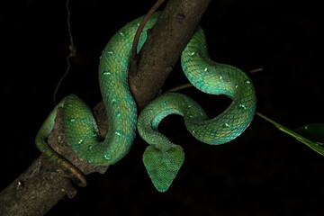 Bornean Keeled Pit Viper (Tropidolaemus subannulatus) on a tree branch.
