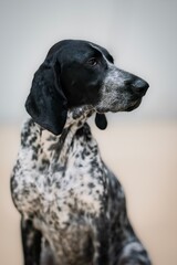 German Shorthaired Pointer black and white portrait of dog
