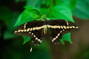 Black and yellow swallowtail butterfly on green leaf