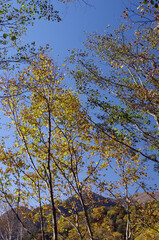 冬枯れの森の散歩。陽だまりが優しい。マムシグサが朱色の実を付けたまま倒れていた。モノトーンの森の中、直射日光を浴びて、マムシグサはひと際鮮やかに目立っていた。森は、あたかも静かな長い眠りについているようだ。歩きつつ空を仰ぎ、足元のシダを眺め、樹木に絡みつく蔦を目で追った。ぐんぐん空に向かって伸びている蔦。誰も居ない森の中。でもたくさんの生命体が息づいている。私も息づいている。