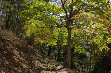 冬枯れの森の散歩。陽だまりが優しい。マムシグサが朱色の実を付けたまま倒れていた。モノトーンの森の中、直射日光を浴びて、マムシグサはひと際鮮やかに目立っていた。森は、あたかも静かな長い眠りについているようだ。歩きつつ空を仰ぎ、足元のシダを眺め、樹木に絡みつく蔦を目で追った。ぐんぐん空に向かって伸びている蔦。誰も居ない森の中。でもたくさんの生命体が息づいている。私も息づいている。