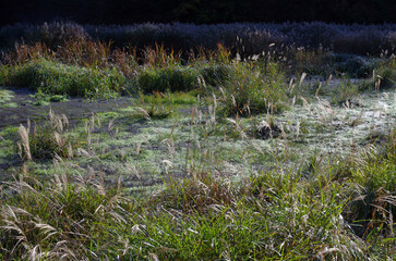 冬枯れの森の散歩。陽だまりが優しい。マムシグサが朱色の実を付けたまま倒れていた。モノトーンの森の中、直射日光を浴びて、マムシグサはひと際鮮やかに目立っていた。森は、あたかも静かな長い眠りについているようだ。歩きつつ空を仰ぎ、足元のシダを眺め、樹木に絡みつく蔦を目で追った。ぐんぐん空に向かって伸びている蔦。誰も居ない森の中。でもたくさんの生命体が息づいている。私も息づいている。