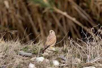 Common Kestrel (Falco tinnunculus) Standing on Rocks in Natural Habitat