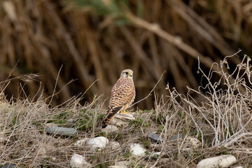 Common Kestrel (Falco tinnunculus) Standing on Rocks in Natural Habitat