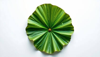 A large tropical plant with broad leaves, possibly banana or similar, set against a neutral background that is mostly white with a subtle grey stripe at the bottom