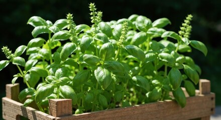 Lush green basil plant in a wooden crate, outdoors