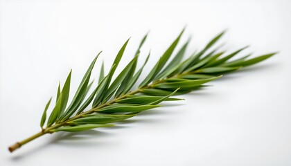 Fototapeta premium A single sprig of evergreen with small green needles.