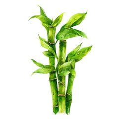 Naklejka premium Lucky Bamboo watercolor vector illustration, high-quality artwork isolated on a pure white background.