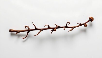 A single, small branch with no leaves, resting horizontally against a light colored background. The background is plain and does not provide any additional context or details