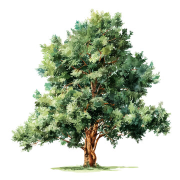 Yew Tree watercolor drawing vector, premium quality illustration on a clean white background.