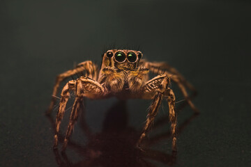 Close-up macro photography of a brown jumping spider (Salticidae) facing forward. Detailed view of its eyes and hairy texture isolated on a dark background