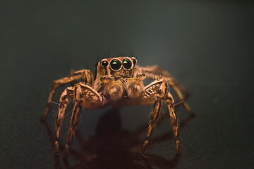 Close-up macro photography of a brown jumping spider (Salticidae) facing forward. Detailed view of its eyes and hairy texture isolated on a dark background