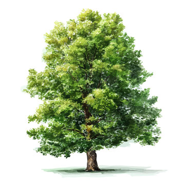 Stylized watercolor Alder Tree vector, modern artistic illustration with high-quality details on a pure white background.