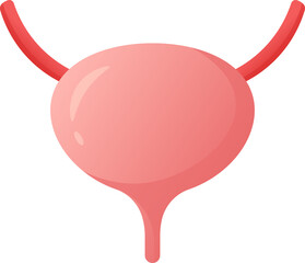 Illustration of a Human Bladder Anatomy