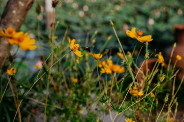 field of yellow flowers