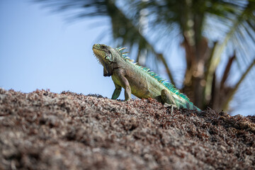 iguana on a tree