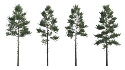Four different realistic pine trees isolated on a black background for digital rendering