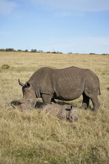 A solitary rhino grazing in the sunlit savanna, with open plains stretching into the horizon. Natural African wildlife scene.