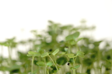 カイワレ大根の双葉