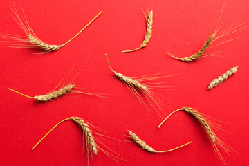Obraz premium Sheaf of wheat ears close up and seeds on colored background. Natural cereal plant, harvest time concept. Top view, flat lay. world wheat crisis