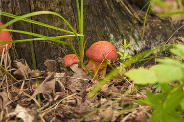 Inedible orange mushrooms growing near an old tree stump
